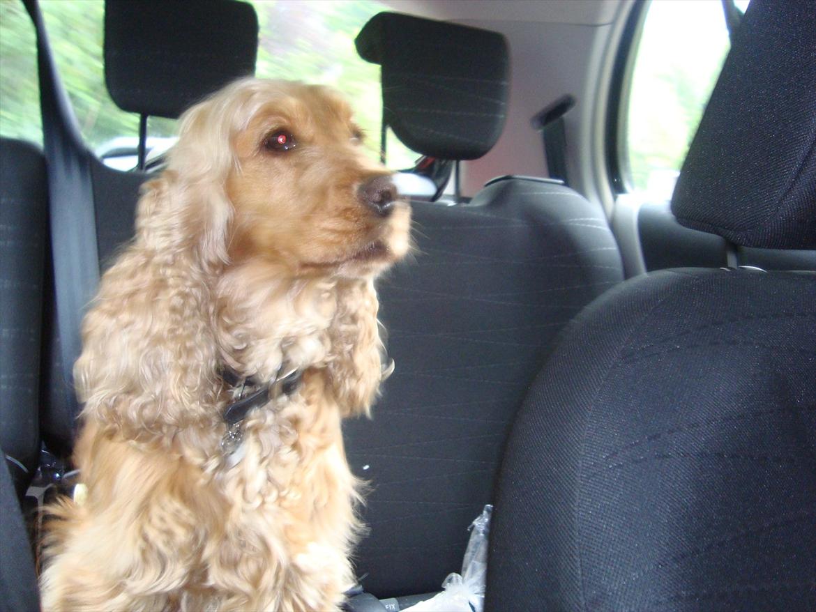 Cocker spaniel donna - Donze er ude og køre<3
 billede 20