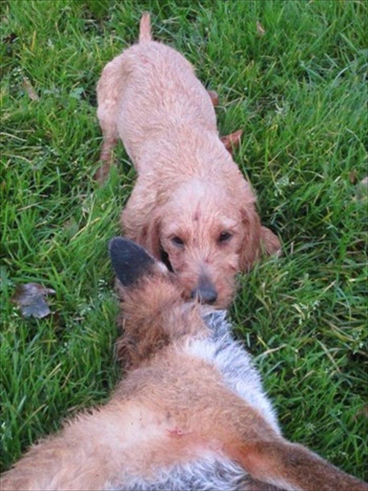 Gravhund Sønderskoven's K-Cocio - Cocio er blevet en voksen jagthund, og hun var helt klar over hvad hun skulle gøre ved mikkel :)  billede 4