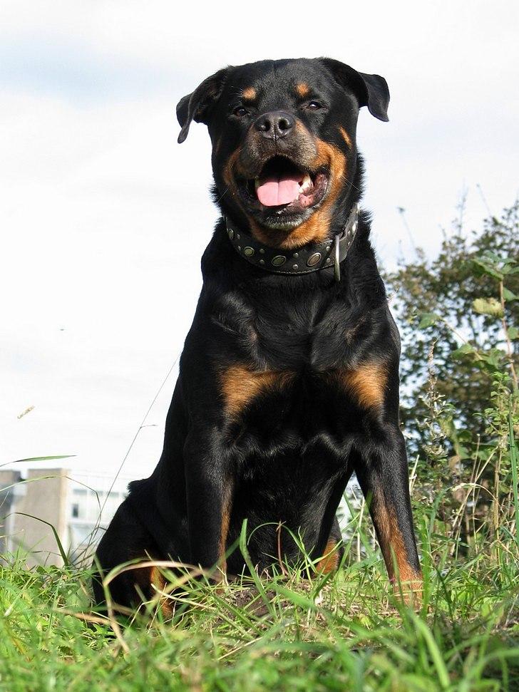 Rottweiler Bundy * 27-6-01 † 01.06.2015  - 10 år 3½ mnd. - 14.10.11 billede 16