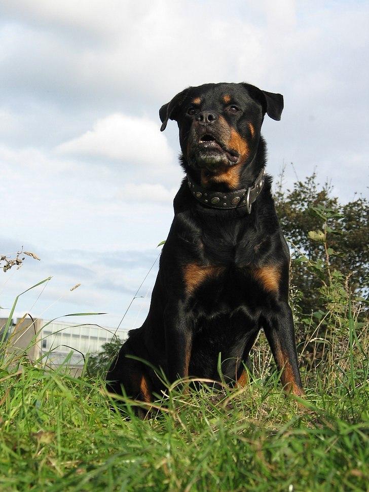 Rottweiler Bundy * 27-6-01 † 01.06.2015  - 10 år 3½ mnd. - 14.10.11 billede 17