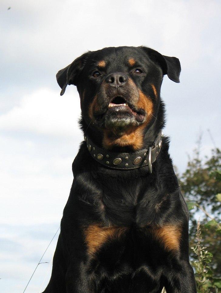 Rottweiler Bundy * 27-6-01 † 01.06.2015  - 10 år 3½ mnd. - 14.10.11 billede 19