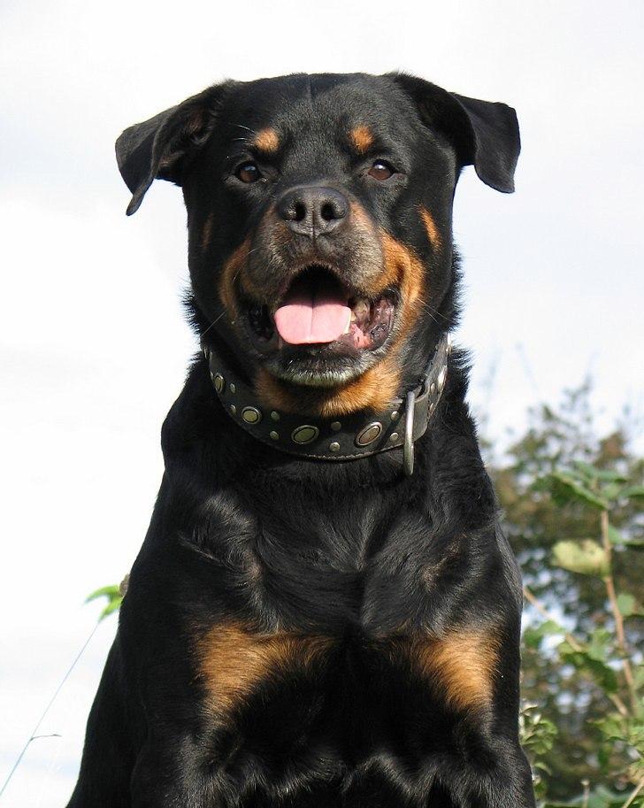 Rottweiler Bundy * 27-6-01 † 01.06.2015  - 10 år 3½ mnd. - 14.10.11 billede 20