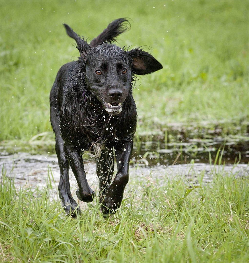 Blanding af racer Molly (lab/kleinermünster billede 2