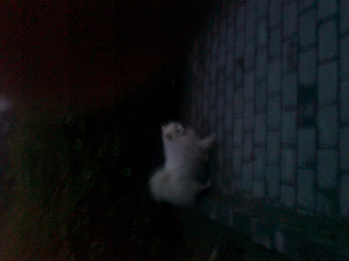 Japansk spids bamse billede 1