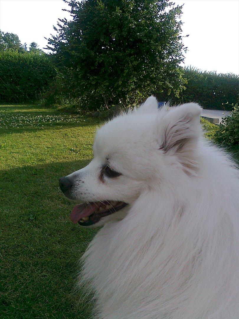 Japansk spids bamse billede 2