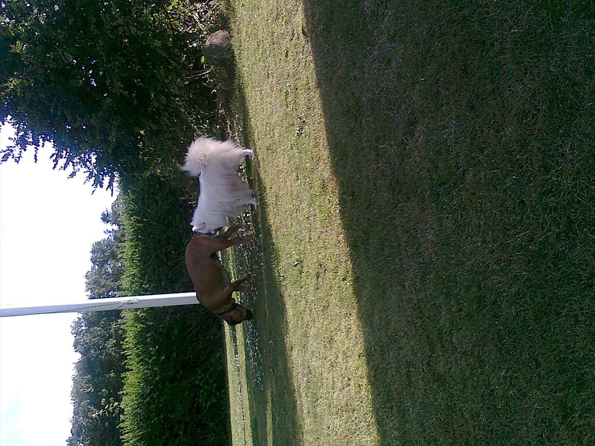 Japansk spids bamse billede 3