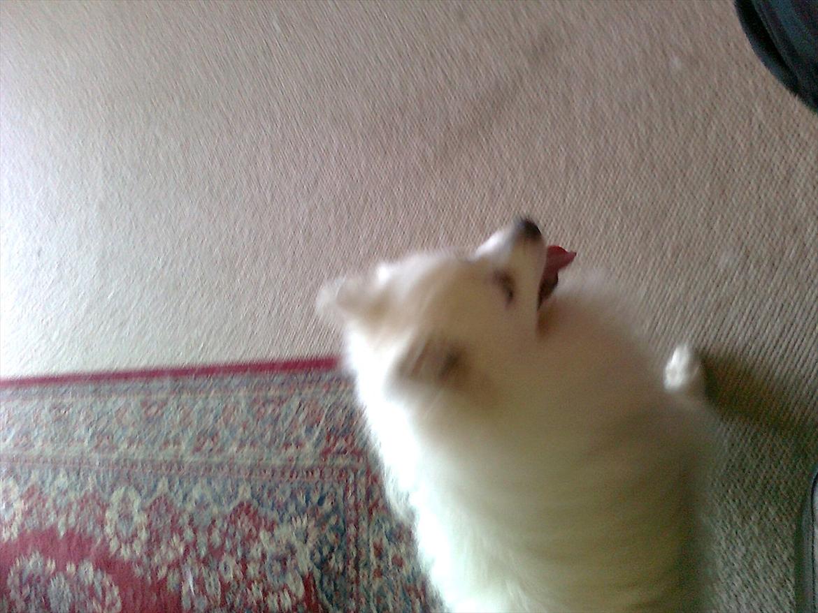 Japansk spids bamse billede 4