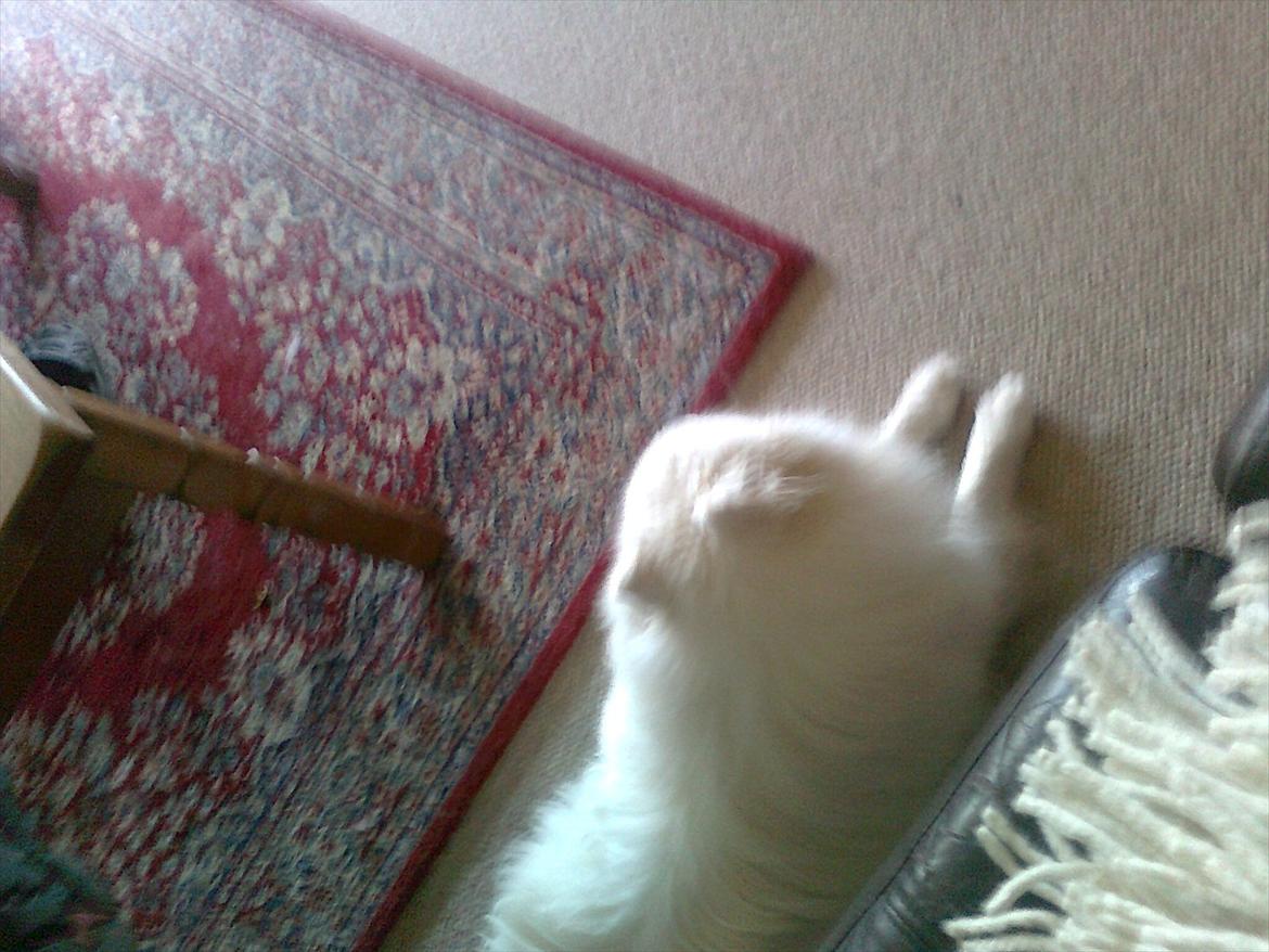 Japansk spids bamse billede 5