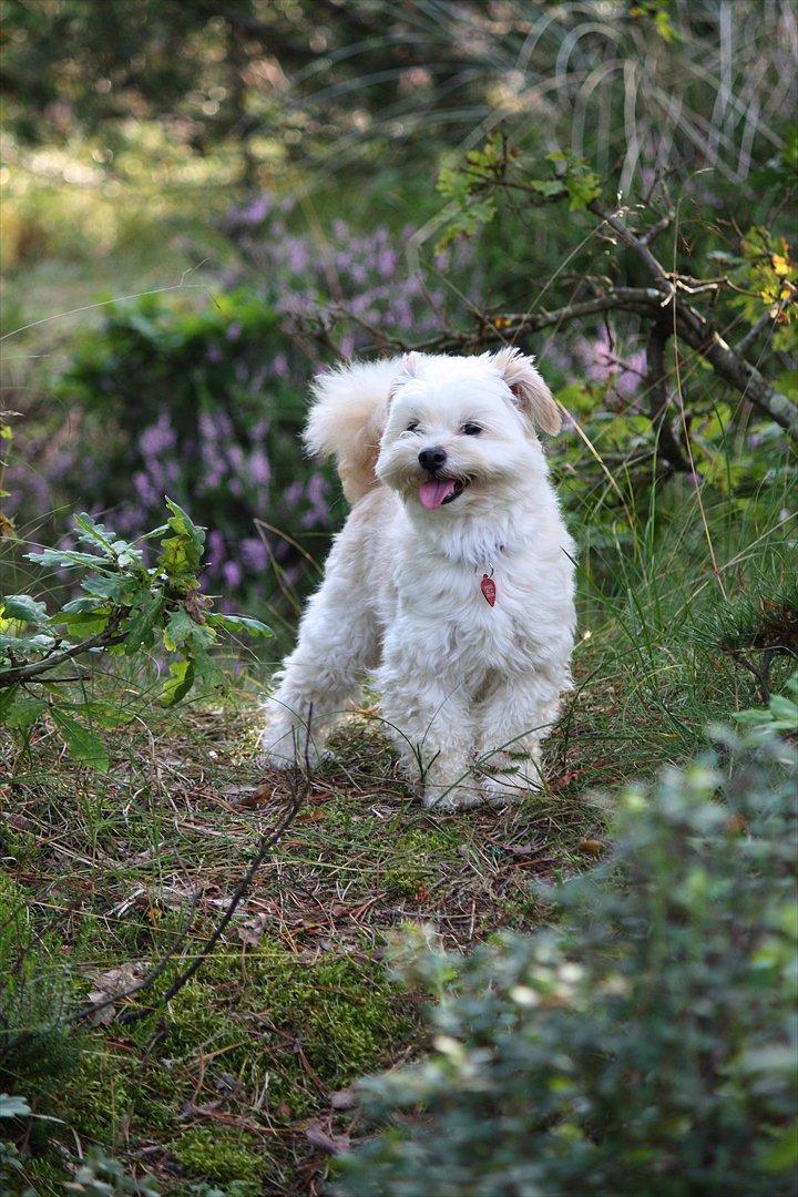 Blanding af racer Noah - Noah liiidt træt efter at have været på fuldt fart i skoven billede 15