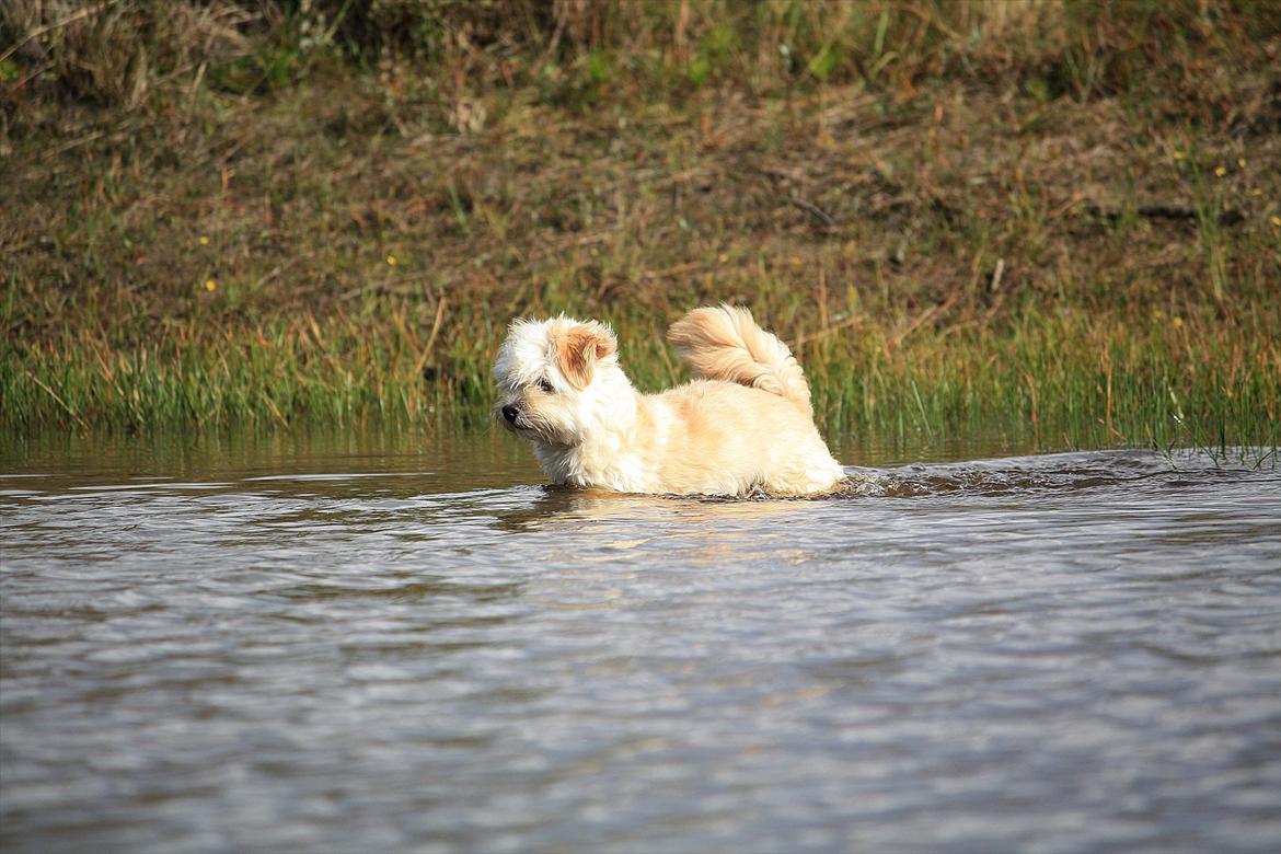 Blanding af racer Noah - Noah er en rigtig vandhund når man kommer fordi en dejlig skovsø billede 21