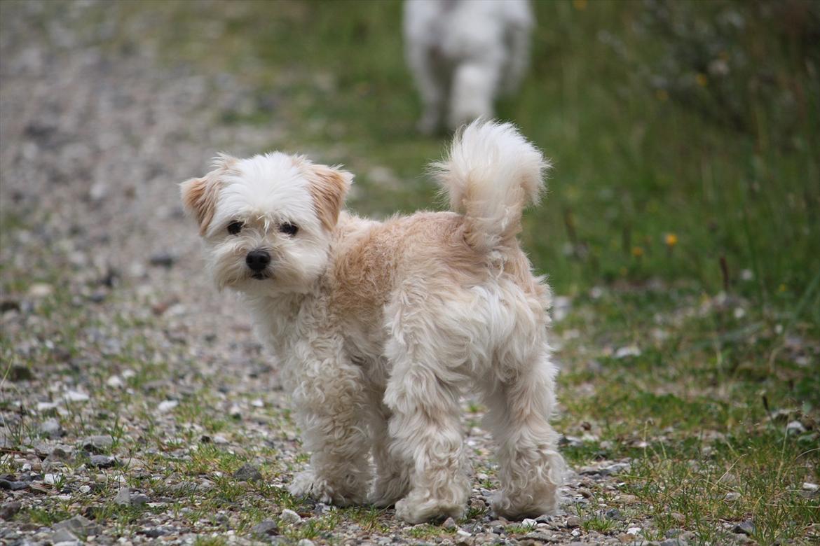 Blanding af racer Noah billede 30