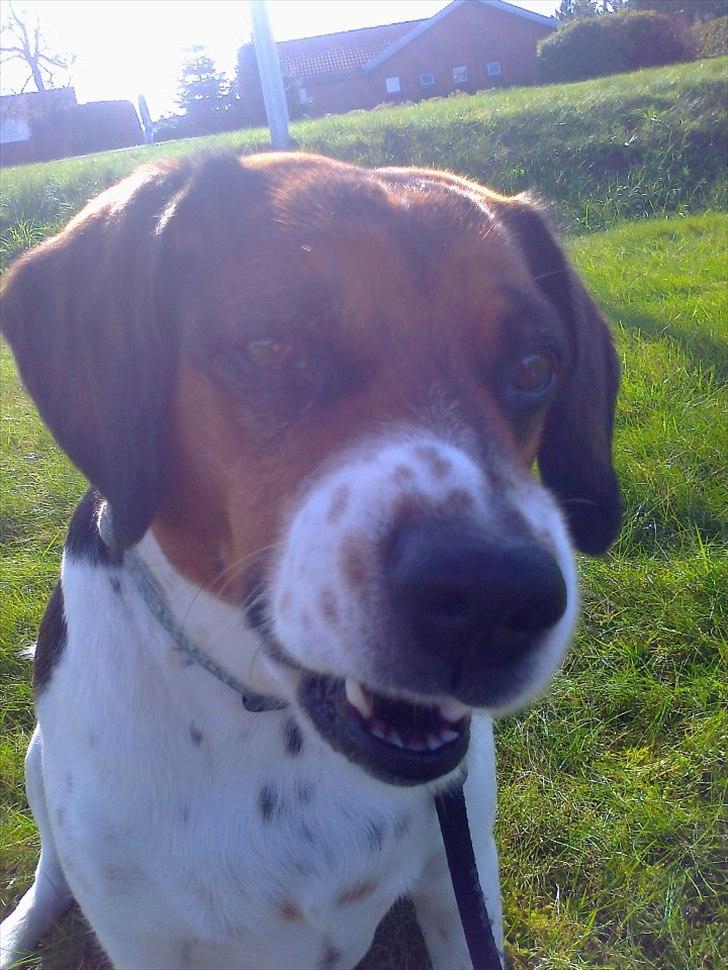 Blanding af racer Buller <3 <3 <3 :D - SMIL :-D billede 14