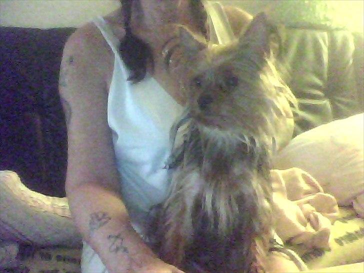 Yorkshire terrier ninette- charme - nu er jeg blevet så stor  billede 5