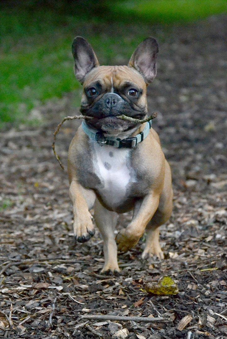 Fransk bulldog Willie - 1 år og 4 mdr. billede 5