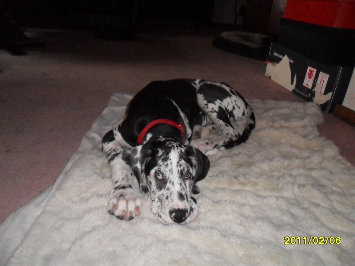 Grand danois Tøzen - når vovsen er træt:) billede 6