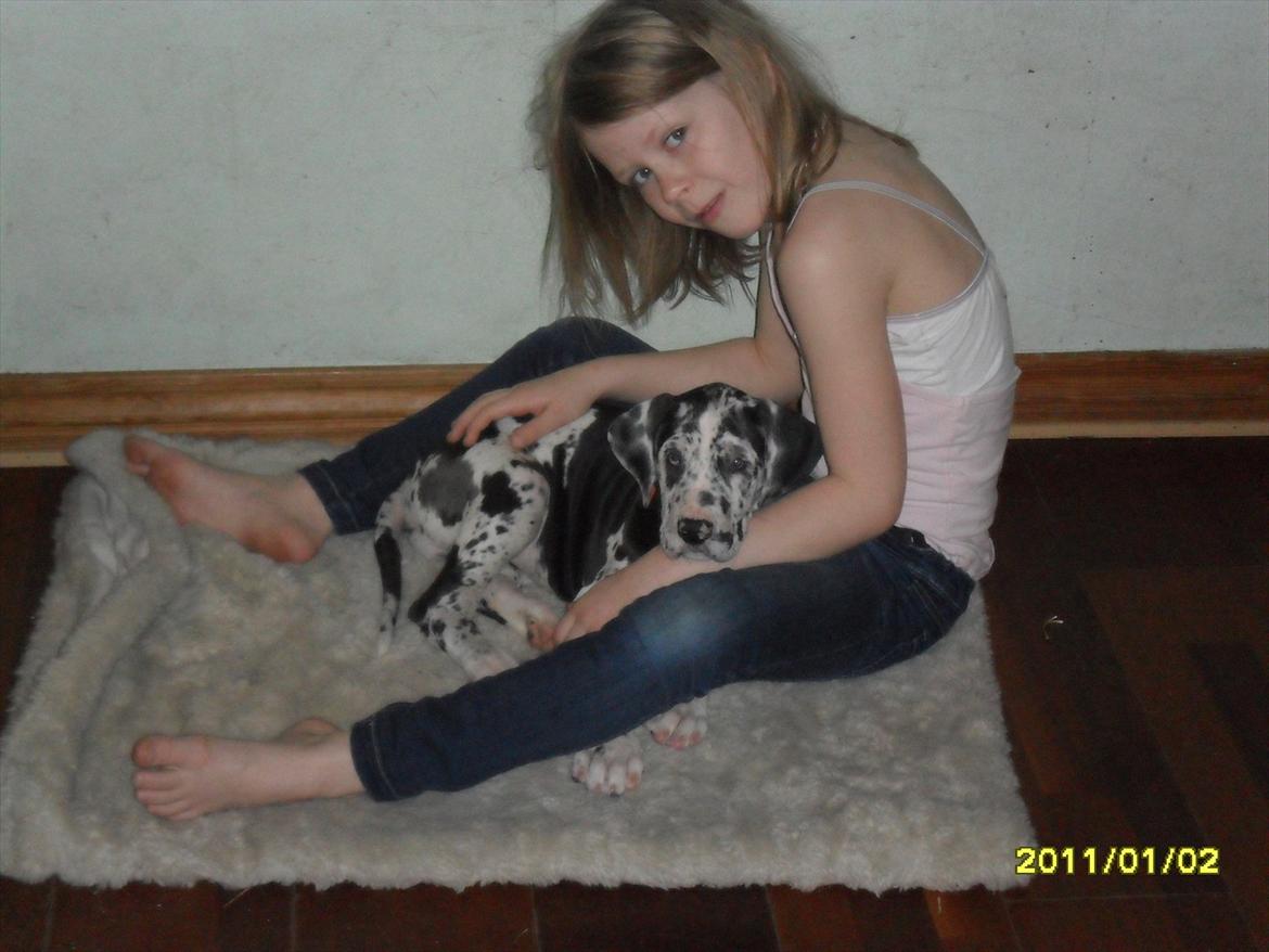 Grand danois Tøzen - jeg synes hun er virkelig sød på billedet:)

alberte(pigen på billedet) har virkelige beskidte fødder:) billede 7