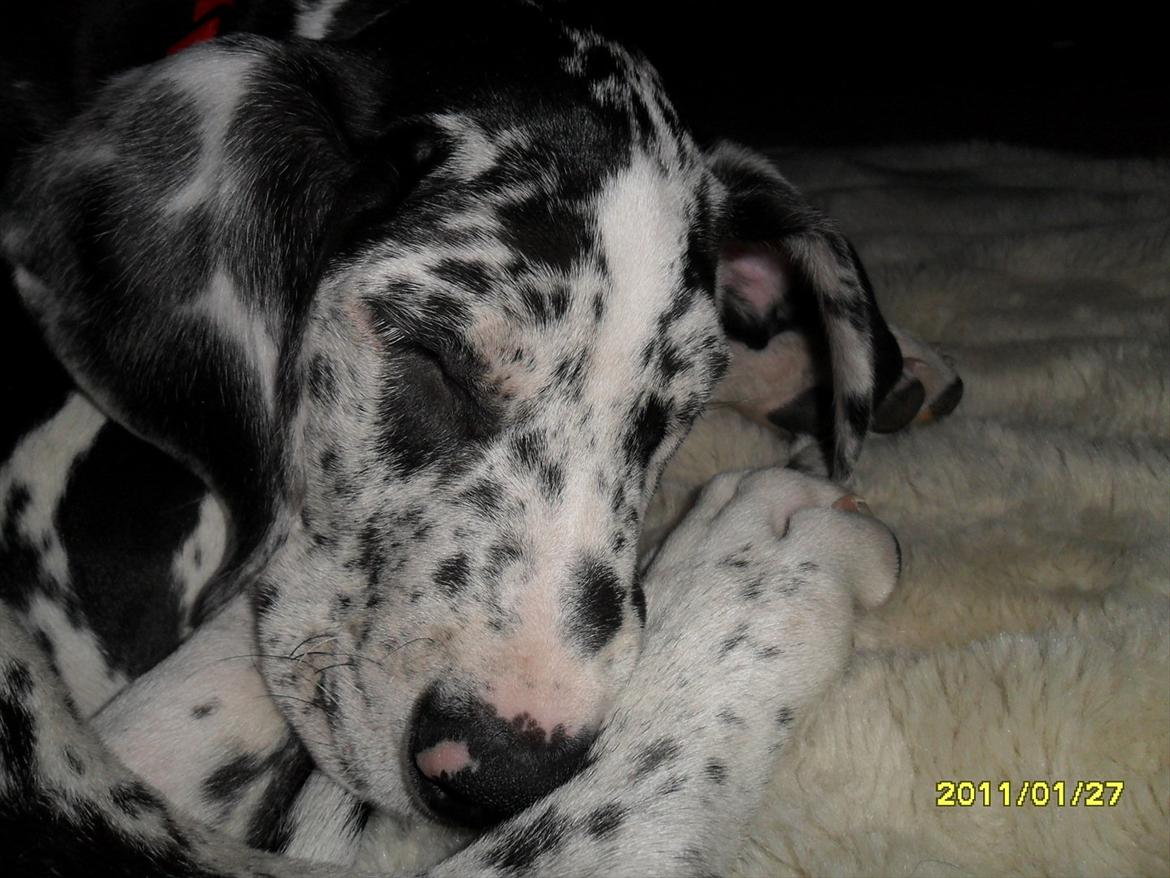 Grand danois Tøzen - zzzzzzz:) godnat billede 8