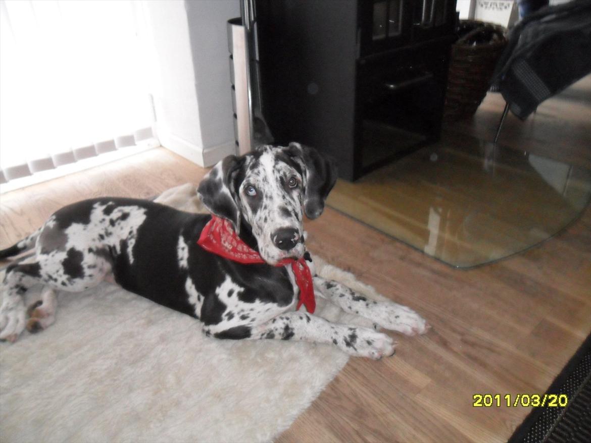 Grand danois Tøzen - cute billede 5