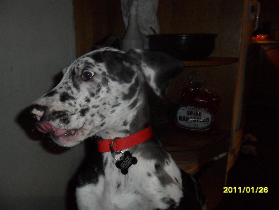 Grand danois Tøzen - når hvalpen har travlt:) billede 4