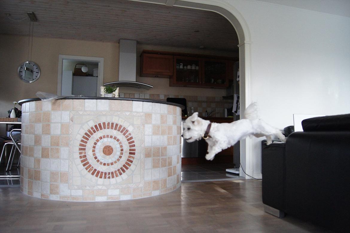 Malteser 'RAMEY' billede 6