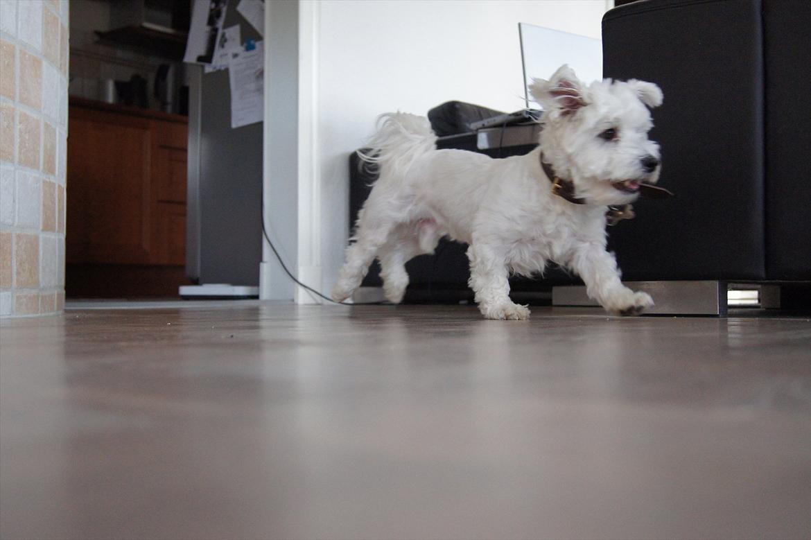 Malteser 'RAMEY' billede 4