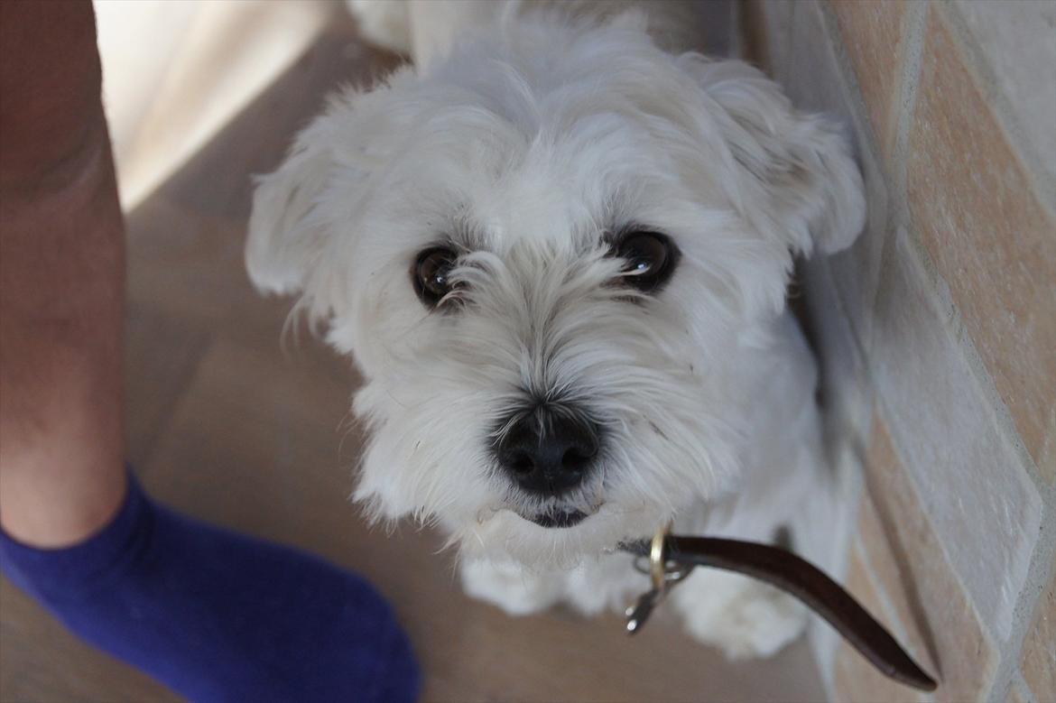 Malteser 'RAMEY' billede 7