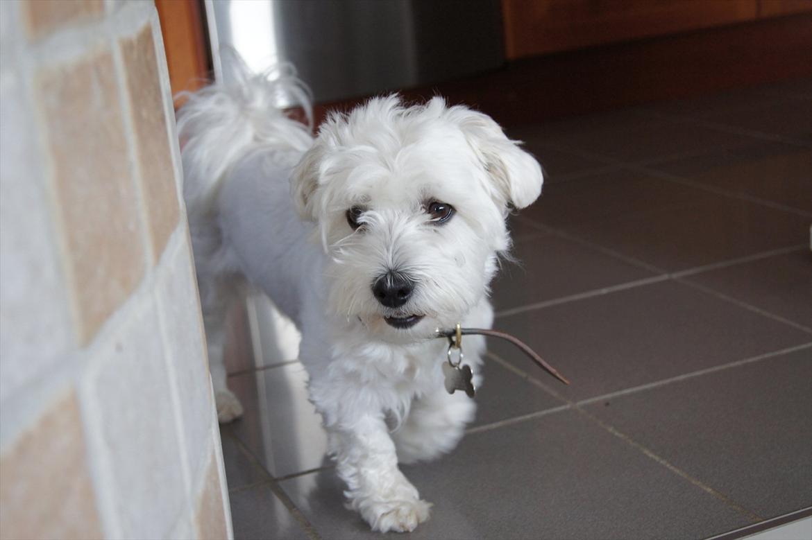 Malteser 'RAMEY' billede 8