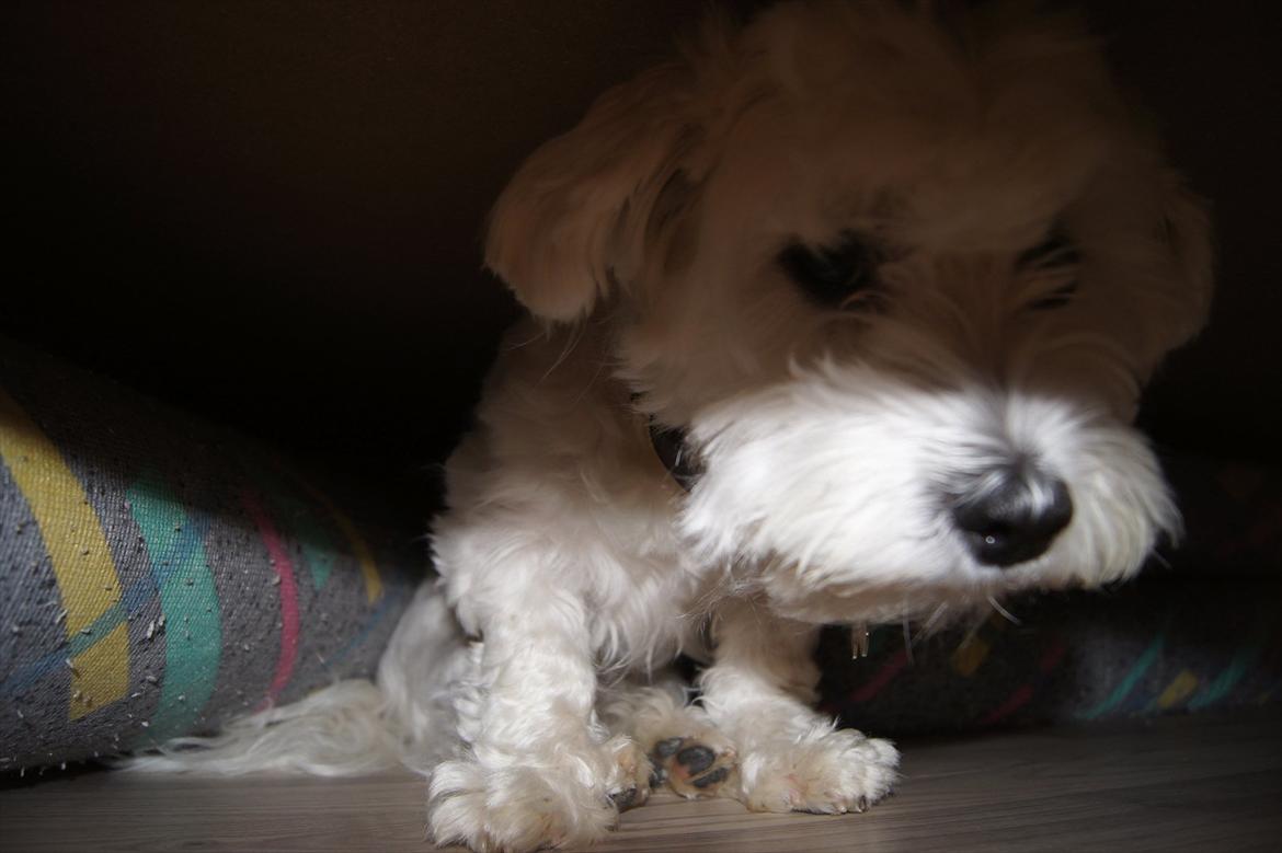 Malteser 'RAMEY' billede 2