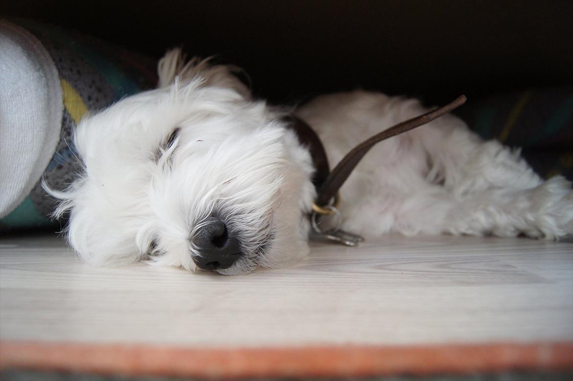 Malteser 'RAMEY' billede 1