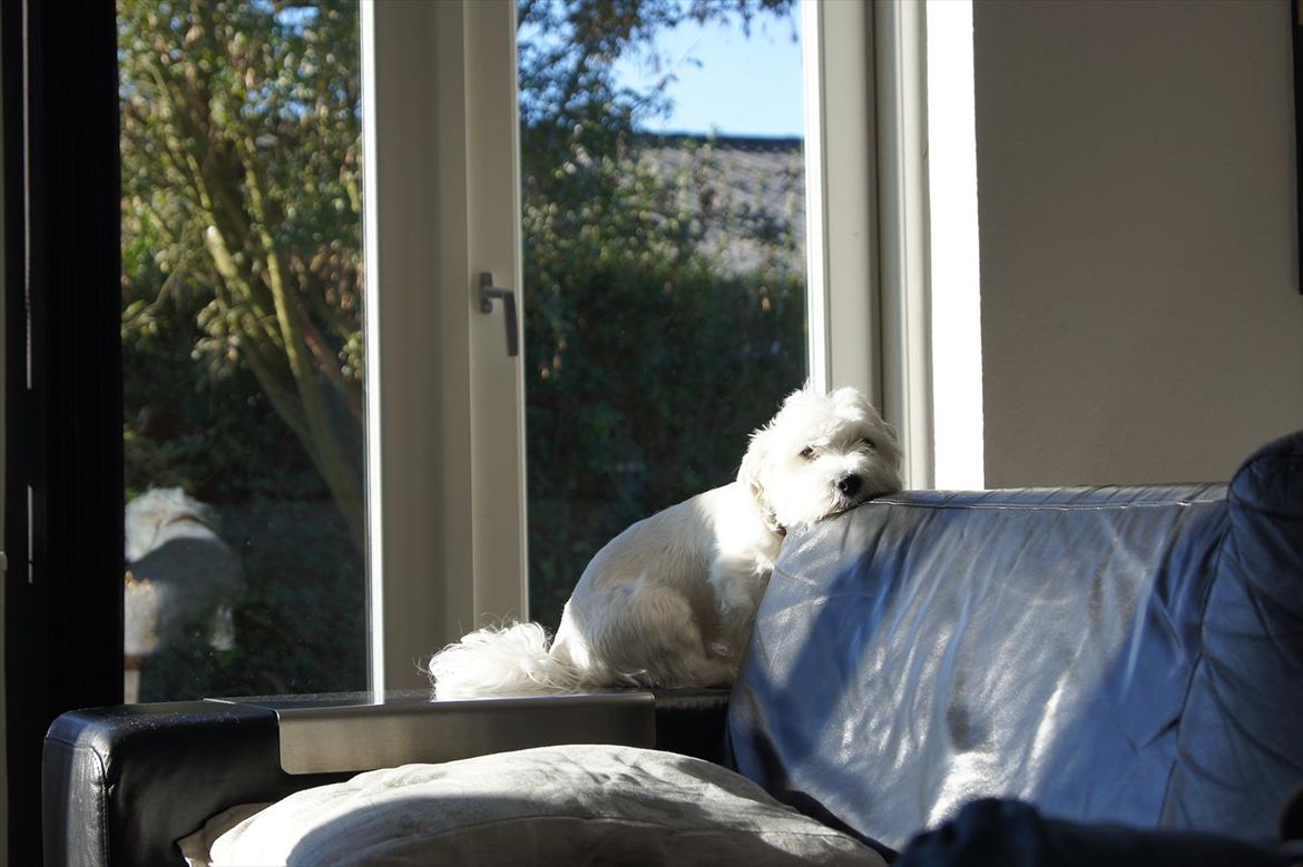 Malteser 'RAMEY' billede 16