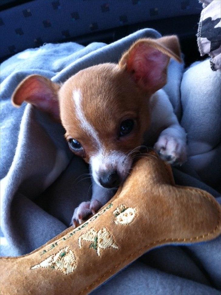 Chihuahua HUGO<3 <3 - hugo på vej hjem i bilen da vi hentede ham:)  billede 3