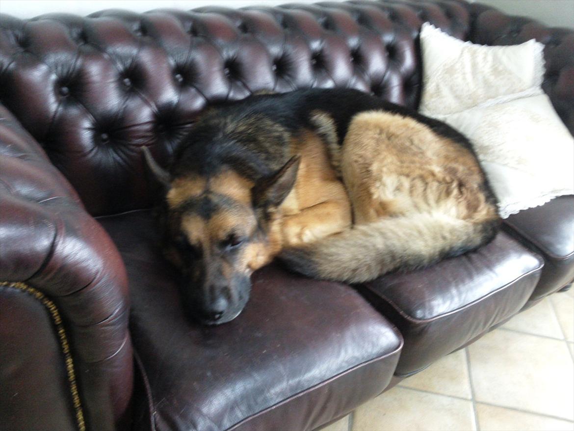 Schæferhund ox billede 1