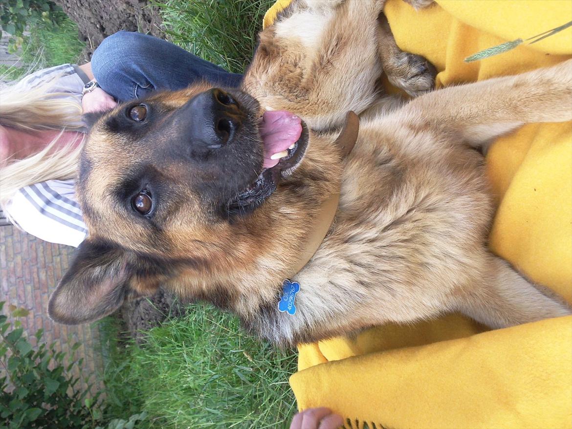 Schæferhund ox billede 2