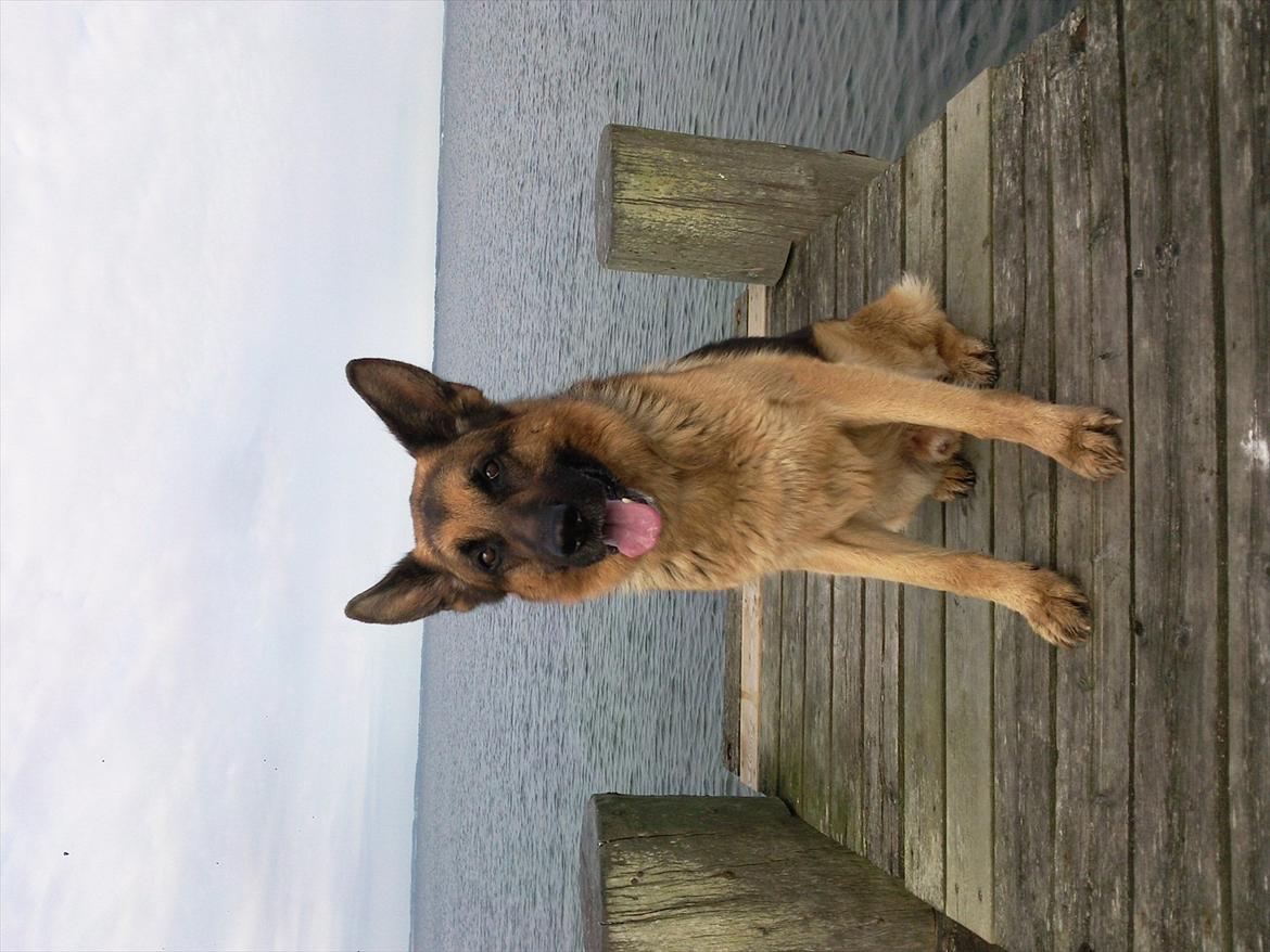 Schæferhund ox billede 4