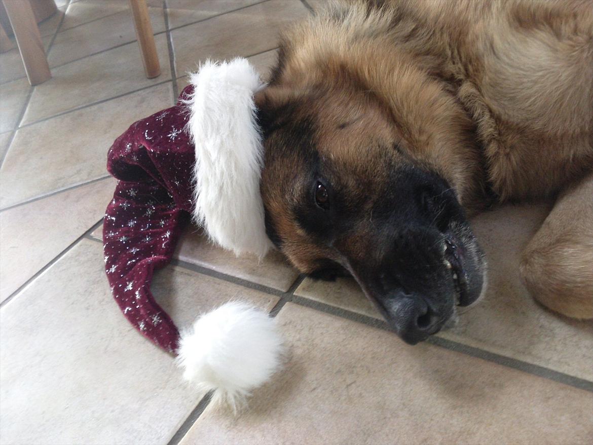 Schæferhund ox billede 5