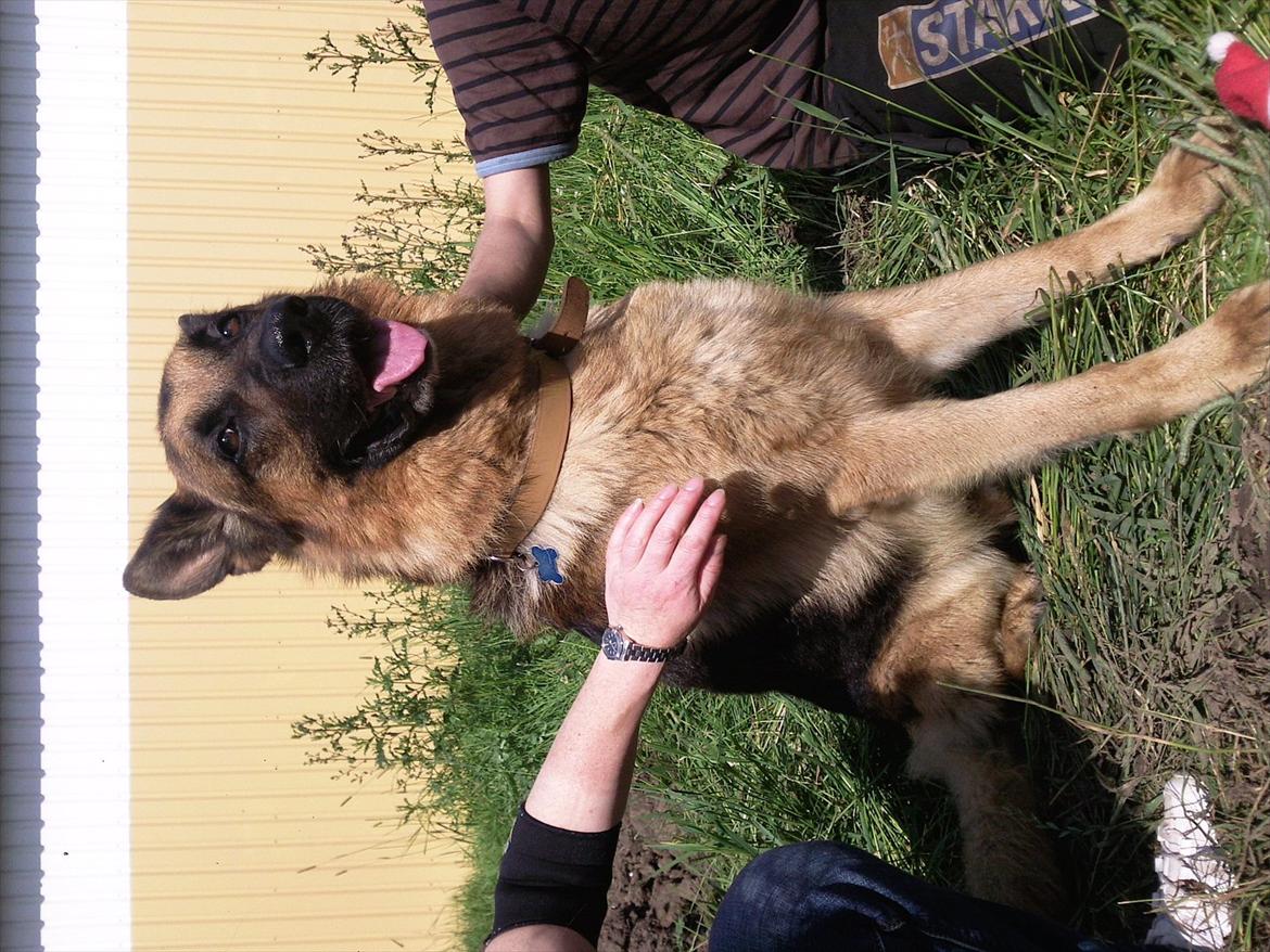 Schæferhund ox billede 3