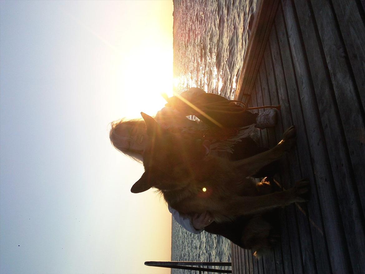 Schæferhund ox billede 6