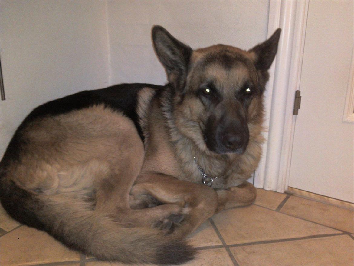 Schæferhund ox billede 7