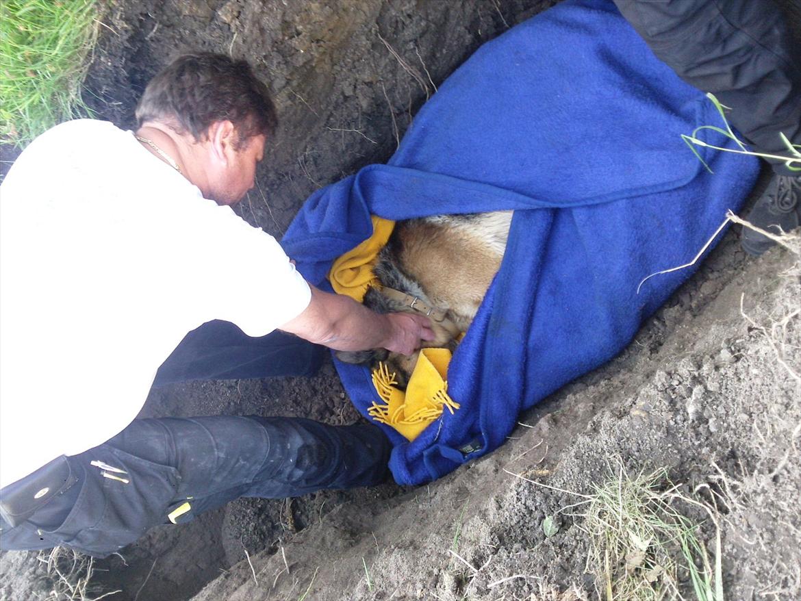 Schæferhund ox billede 8