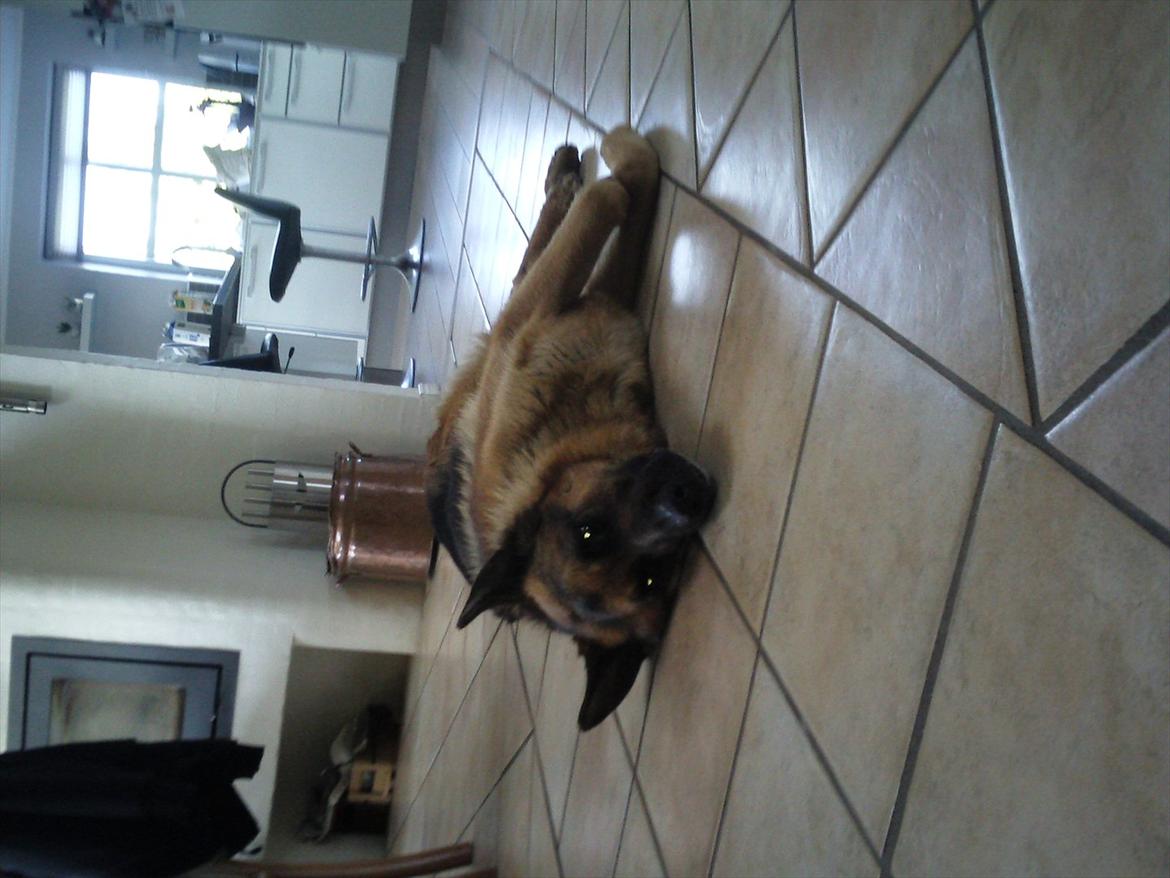 Schæferhund ox billede 9