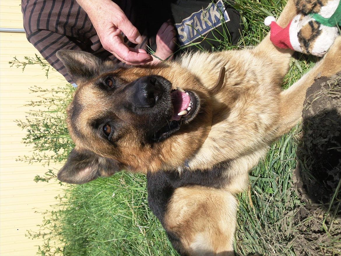 Schæferhund ox billede 10