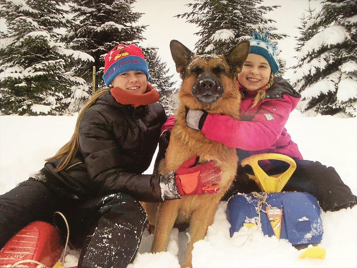 Schæferhund ox billede 12