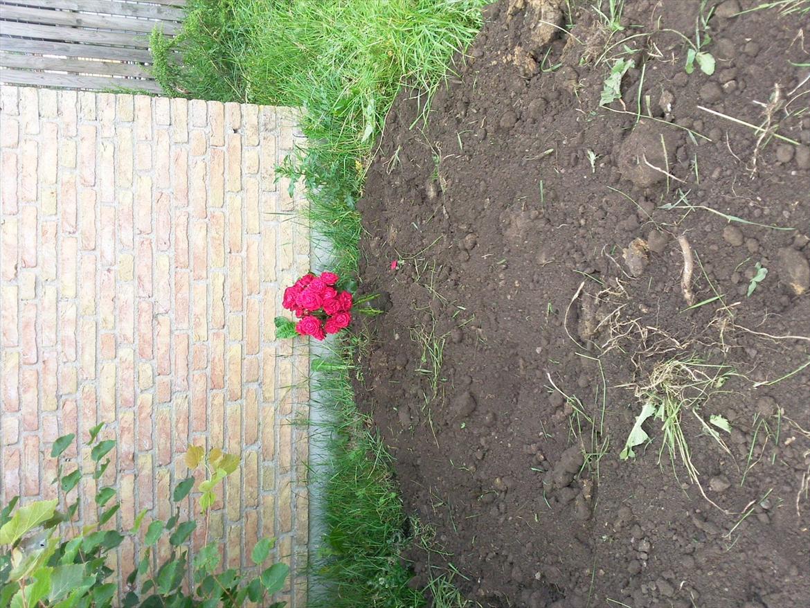 Schæferhund ox - her er hans grav billede 11