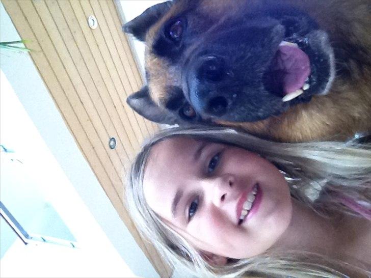 Schæferhund ox billede 13