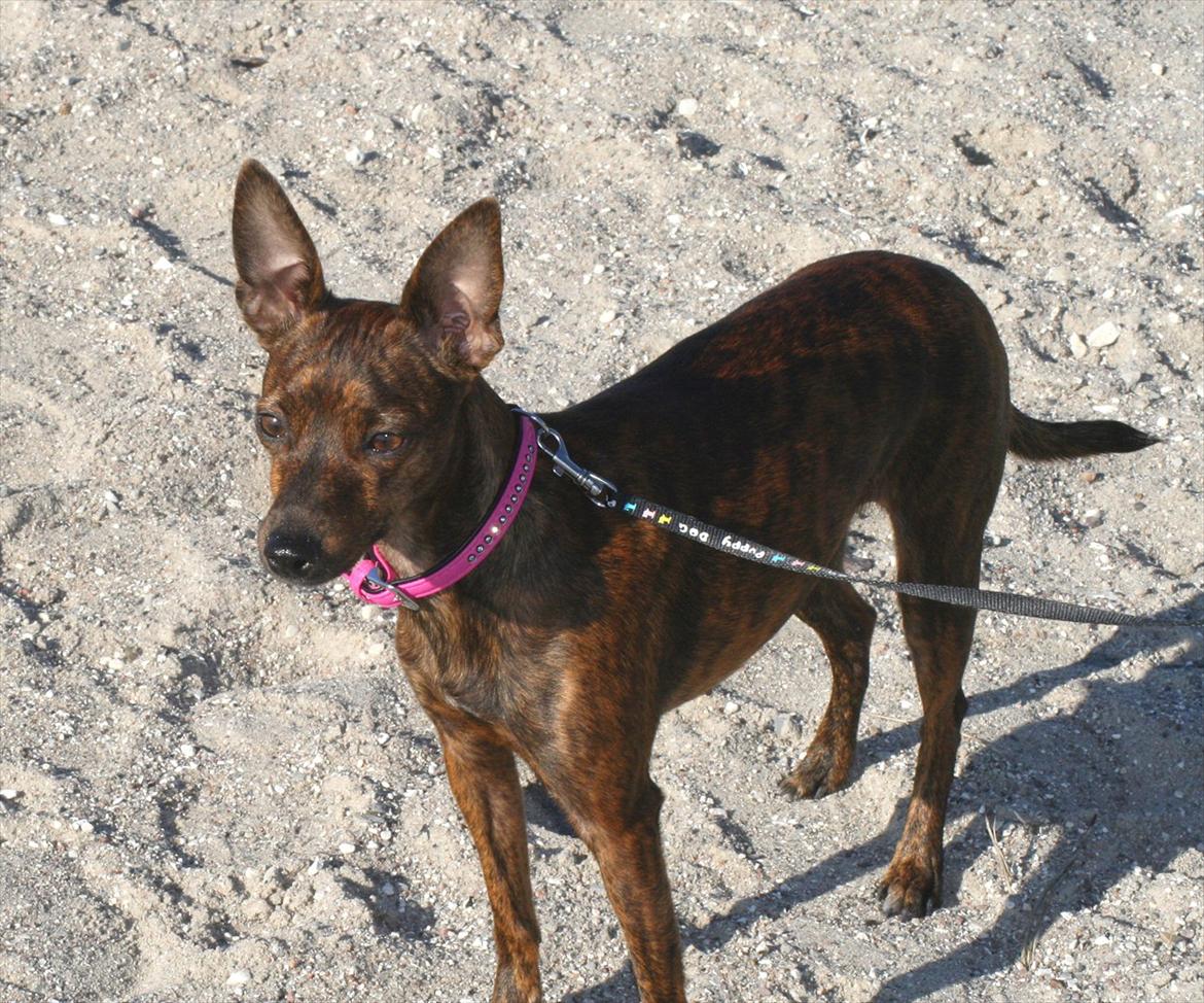 Blanding af racer | Vanity  - Vanity på stranden, okt 2011 billede 19