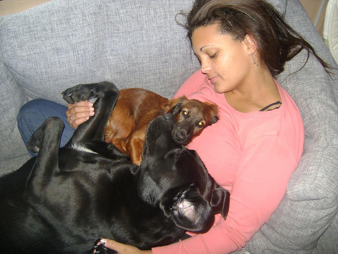 Labrador retriever Ballou billede 4