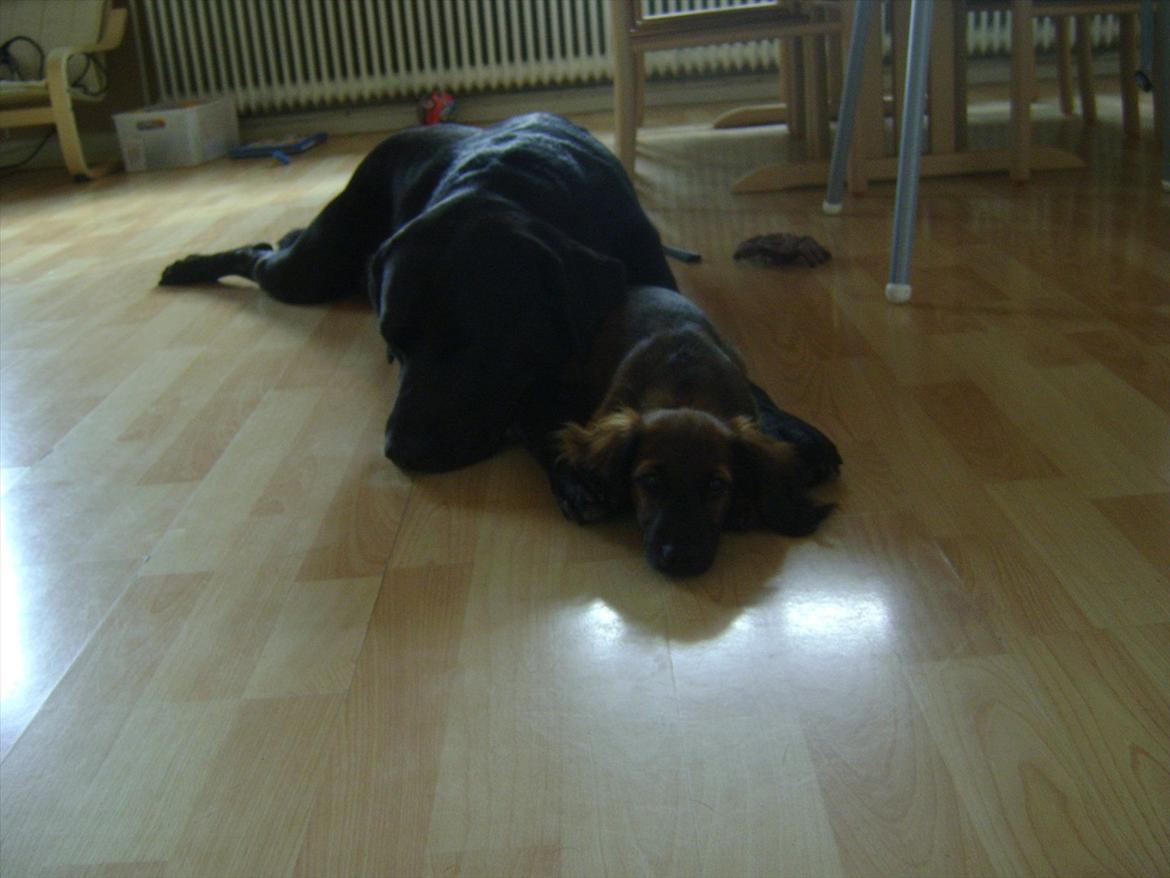 Labrador retriever Ballou - Ballou og lillebror Boris billede 16