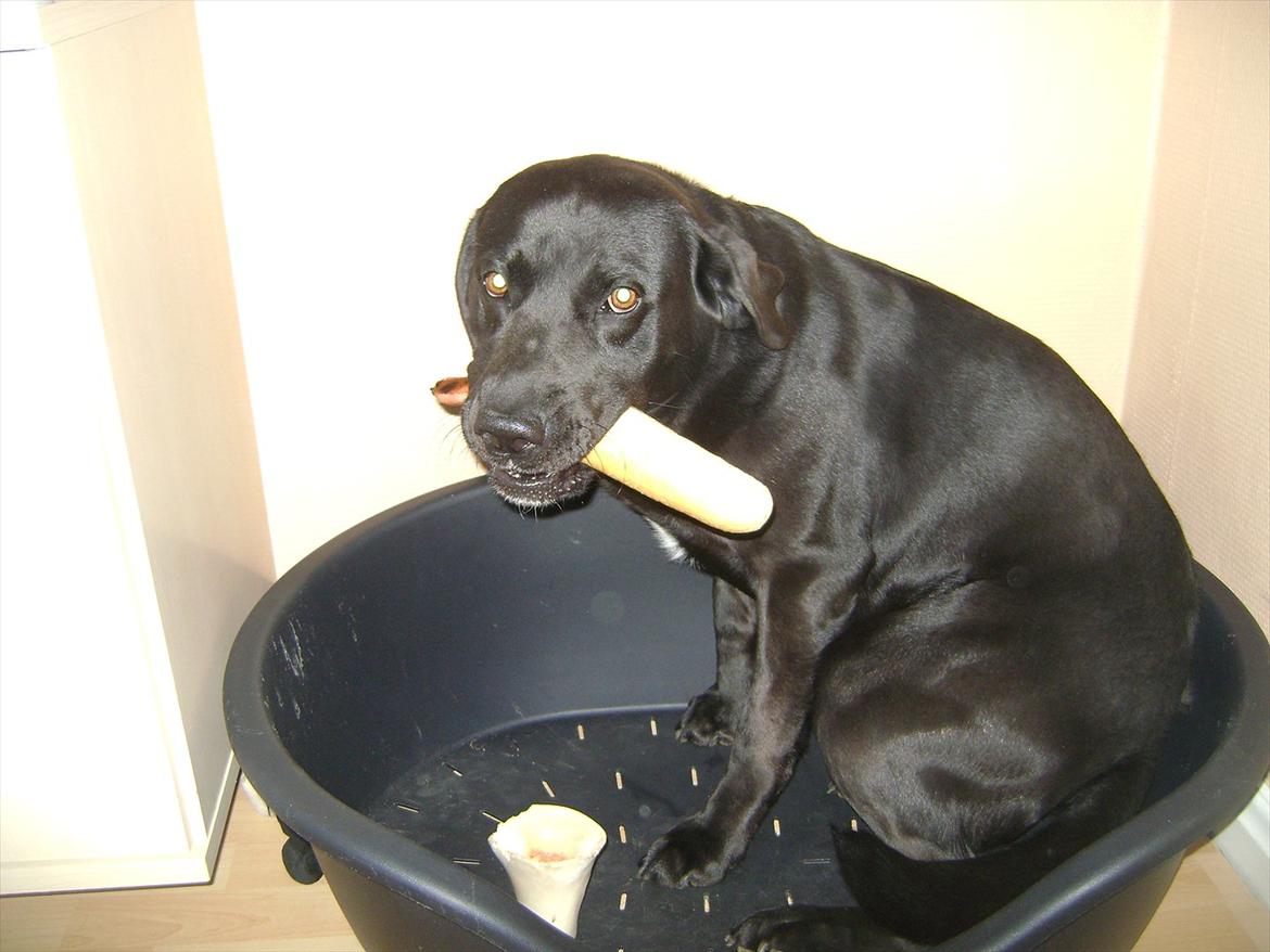 Labrador retriever Ballou - Hotdog ??? :) billede 17