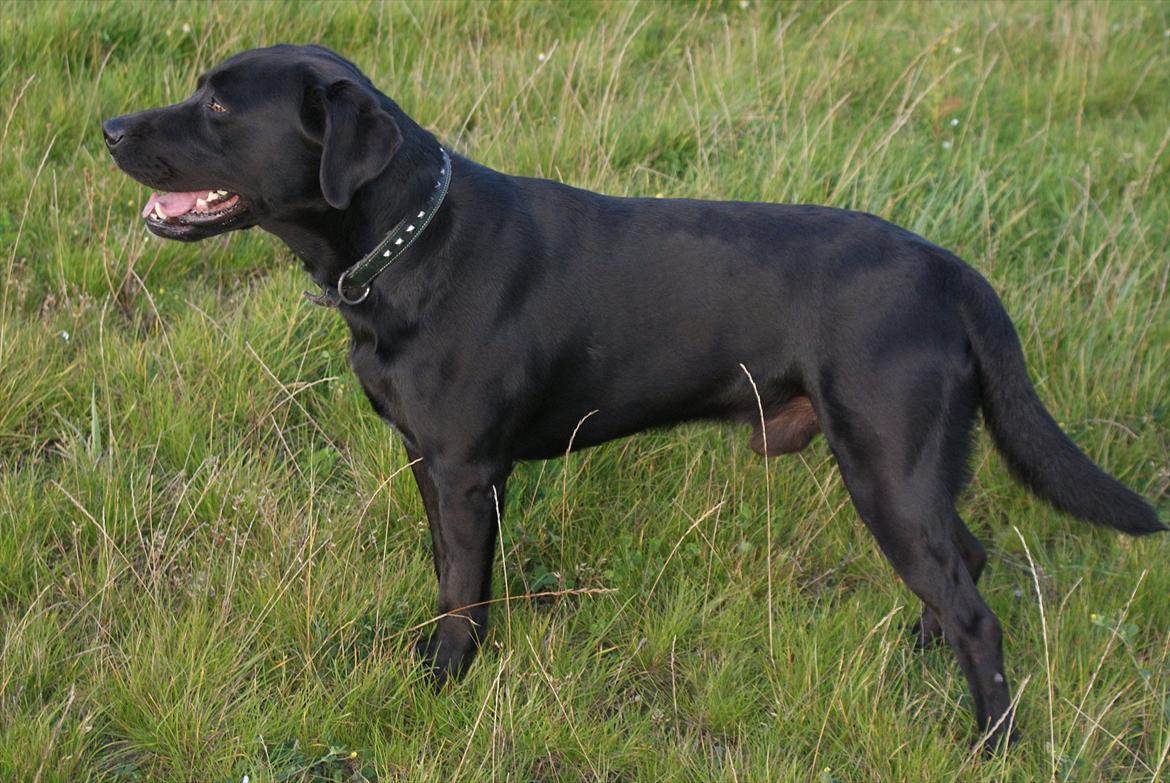 Labrador retriever Ballou - Min skønne dreng, på 5½ år  billede 1
