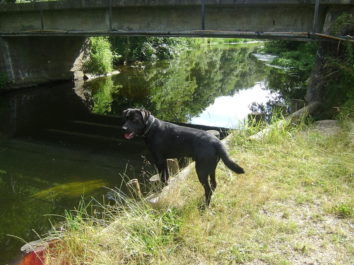 Labrador retriever Ballou billede 2